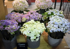 En nog het concept ‘Double Dutch’ van Sjaak van Schie.